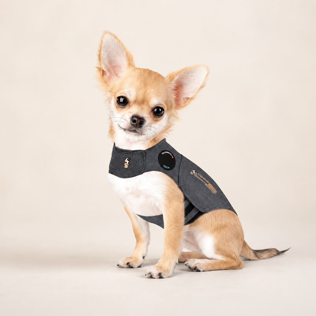 Chihuahua in grey calming vest
