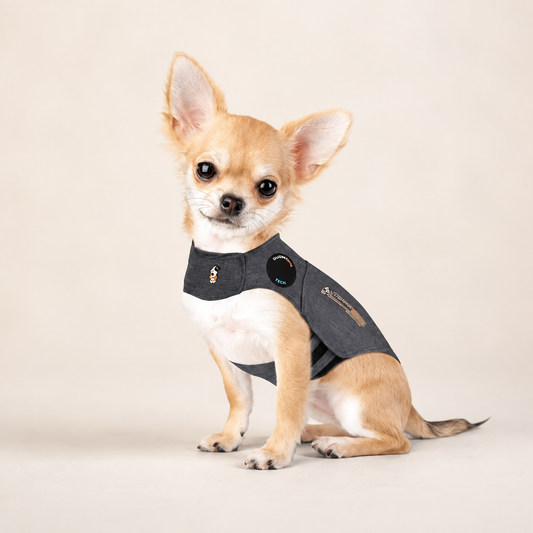Chihuahua in grey calming vest