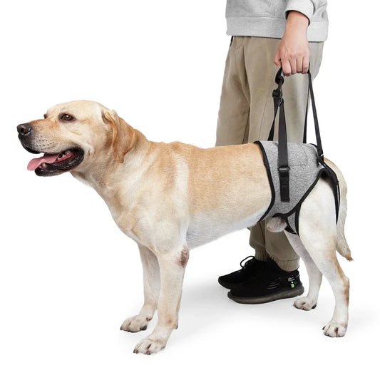 A Helping Hand After Surgery: How Hip Slings Can Support Your Dog’s Recovery