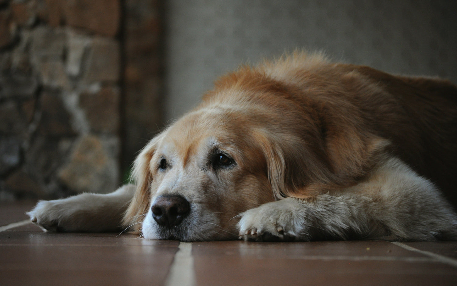 Senior Dog Care