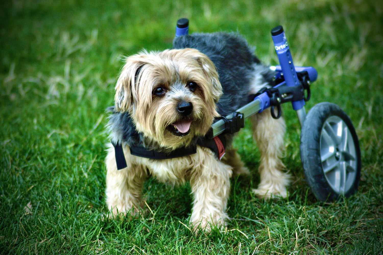 Dog Mobility Aids