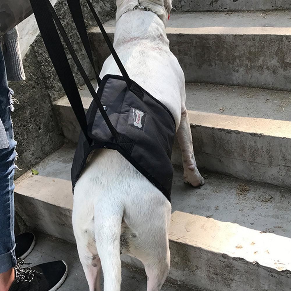 Dog wearing a black harness on a set of concrete steps.