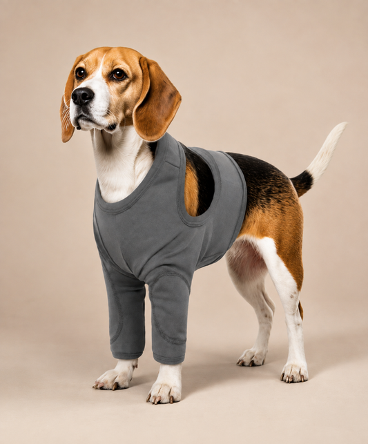 Dog wearing surgery recovery sleeves