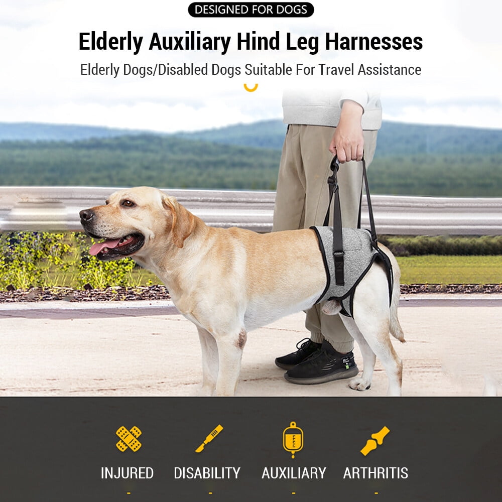 Dog wearing an elderly auxiliary hind leg harness with a person holding it, set against a scenic background.
