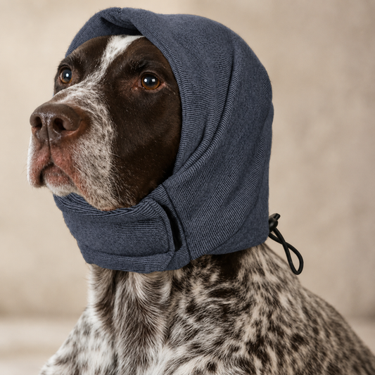 dog with calming ear wraps on