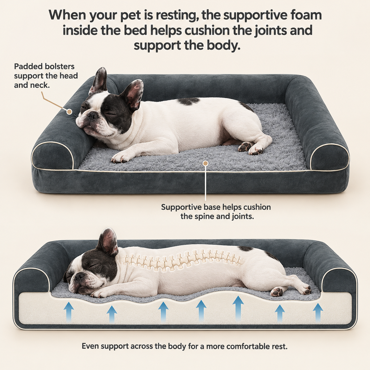frenchie on soft bed with features highlighted