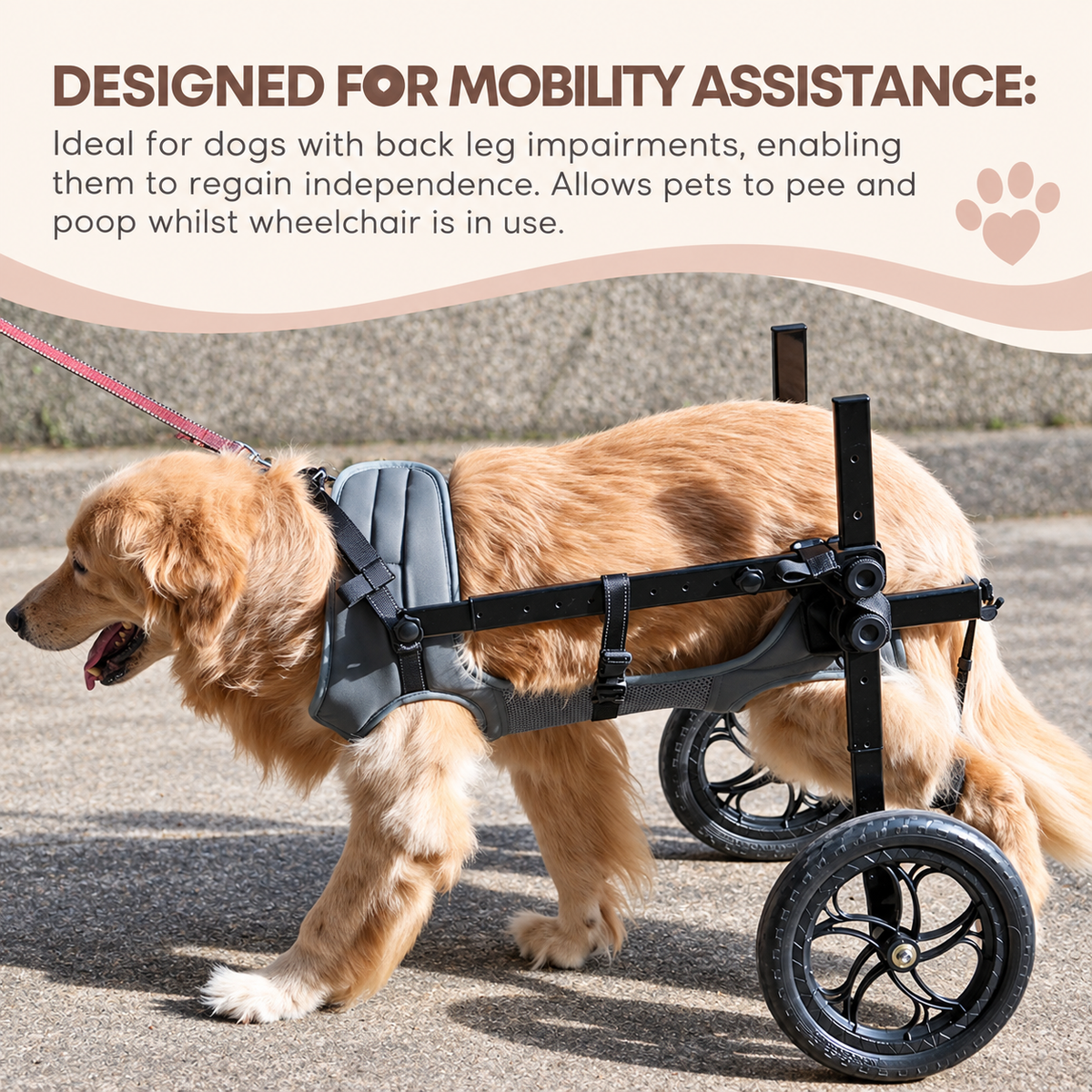 golden retriever in a dog wheelchair