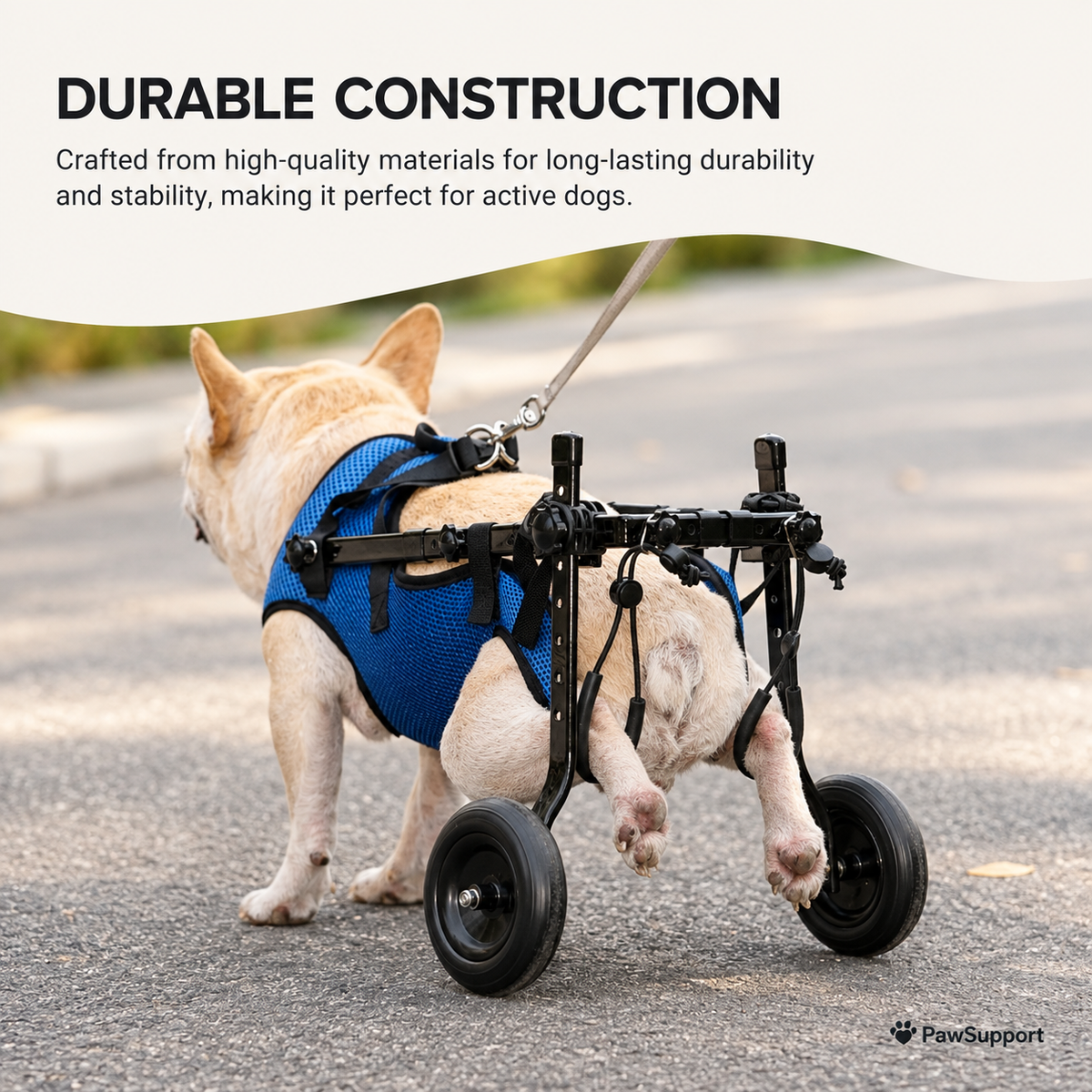 rear angle of dog in wheelchair