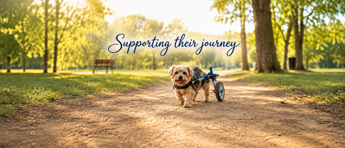 A small dog in a blue wheeled dog wheelchair walks along a sunlit dirt path in a park, with trees and grass in the background and the text 'Supporting their journey' overlaid across the top.