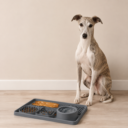 whippet with slow feeder bowl
