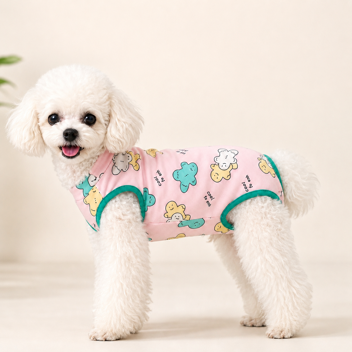 white poodle wearing post surgery suit to stop licking
